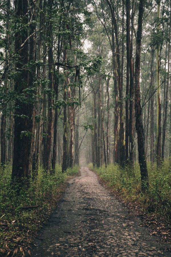 long-forest-path